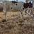 Red and white Holstein heifer 2 thumbnail