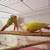 Lovebirds y Greencheek Parrots 24 thumbnail