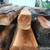 Red cedar rough cut 8 thumbnail