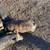 Idaho Pasture Pigs 3 thumbnail