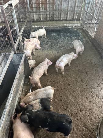 Pigs 1