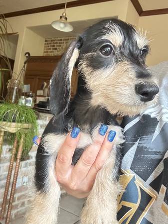 Max 6 mo old Wirehaired Boy 1