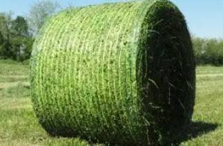 Orchard Grass Hay/1st cutting Alfalfa Hay 1