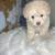 Shichonpoo puppy 2 thumbnail