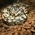 Ball Pythons 2 thumbnail