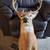Deer mounts 1 thumbnail