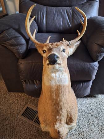 Deer mounts 1