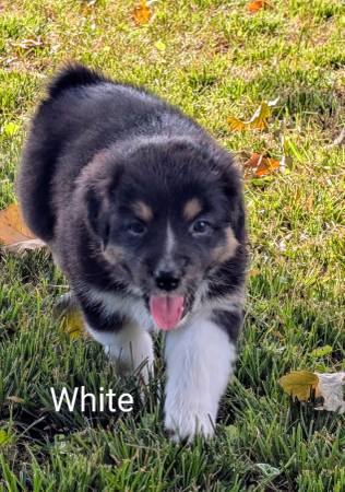 Australian Shepherd Puppies63671573030273121