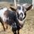 Nigerian dwarf goat 3 thumbnail
