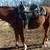 Sorrel Mare 2 thumbnail