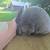 Mini Rex Does and Bucks 3 thumbnail
