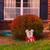 Halloween Decorations - Lawn Decor, Very Beautiful 2 thumbnail
