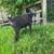 Buckling Nigerian Dwarf 2 thumbnail