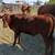 Heifer 2 thumbnail
