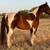 Broke Paint gelding 2 thumbnail