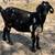 Boer goats bred / chivas cargadas 5 thumbnail