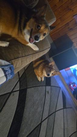 Corgi (Brodhead)63735854546817124