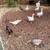 Embden geese and Muscovy ducks 2 thumbnail