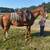 Playday Gelding 2 thumbnail