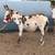 MINI MINI MINI MINI!! Cattle Donkeys Horses MINI MINI MINI MINI 7 thumbnail