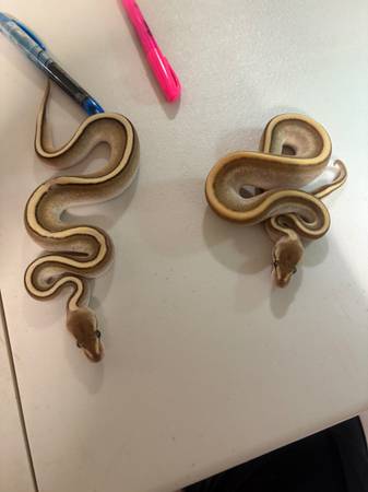 Pitón real Butter Genetic Stripe (Chesapeake)63882942699521123
