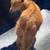 Polled female Goat for Sale - Beautiful Gold & White - $350 3 thumbnail