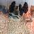 Easter Egger Mix Chicks 4 thumbnail