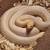Corn Snakes and cages 1 thumbnail