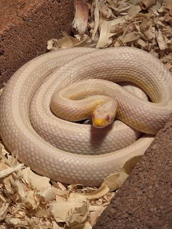 Corn Snakes and cages 1