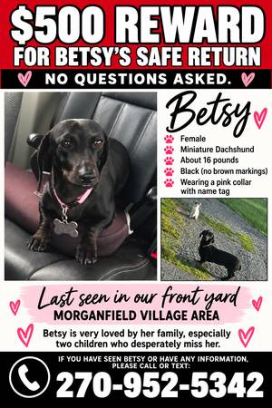LOST DOG 1