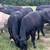 Cows 7 thumbnail