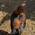 Game Chickens 10 thumbnail