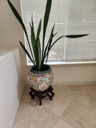 LARGE BEAUTIFUL POT with SNAKE PLANTS 1