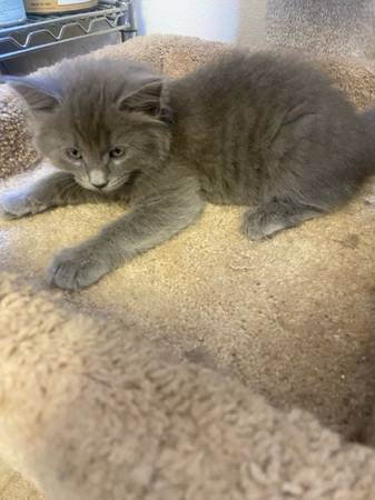 Rehoming two kitten (Escondido)63894715738626122