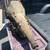 FORD THUNDERBIRD TRANSMISSION FROM A 429 AND OTHER PARTS 1 thumbnail