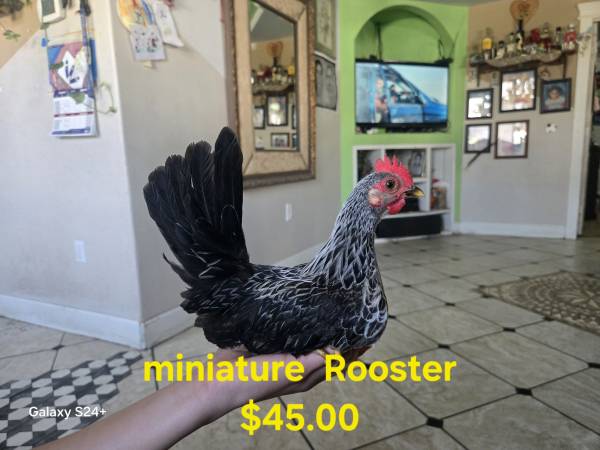 Miniatura "pequeños gallos y gallinas" (Pasco)