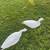 Goose Decoys 4 thumbnail