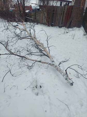 Birch Tree Limb 1