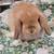 Dwarf Bunnies (Rabbits, Holland Lops, Baby Bunnies) 2 thumbnail