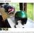 Helmet  RV ,Motorcycle, snowmobile 7 thumbnail