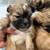 Shihtzu Puppies 6 thumbnail