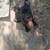 Female puppy 2 thumbnail