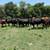 33 ANGUS, ANGUS CROSS COWS, YOUNG ANGUS +BULL 1 thumbnail
