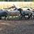 Awassi sheep ewes 5 thumbnail