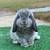 Holland Lop Bunny 2 thumbnail