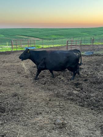18 Bred Angus Cows 1