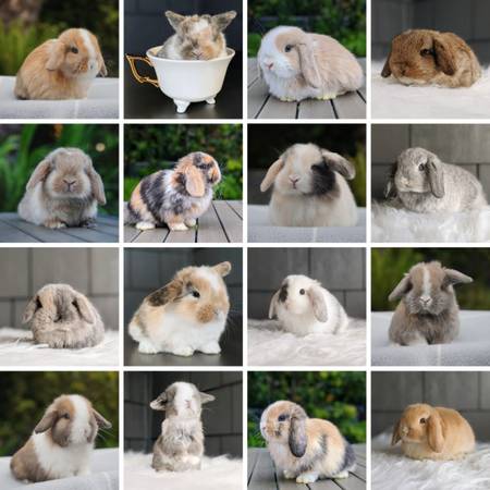 Holland Lop Bunnies for Adoption – Occasionally Available farm