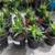 150 Pots of Beautiful Healthy Strong Plants - Jade succulent aloe 7 thumbnail