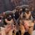 Chihuahua- Puppies 1 thumbnail