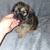 Brussels Griffons 1 thumbnail